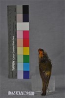 火冠戴菊鳥藏品圖，第12張